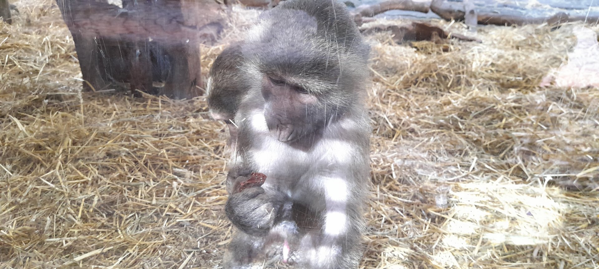 Hamadryas baboon (Papio hamadryas)
