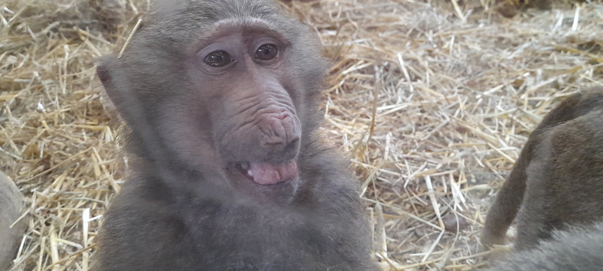 Hamadryas baboon (Papio hamadryas)