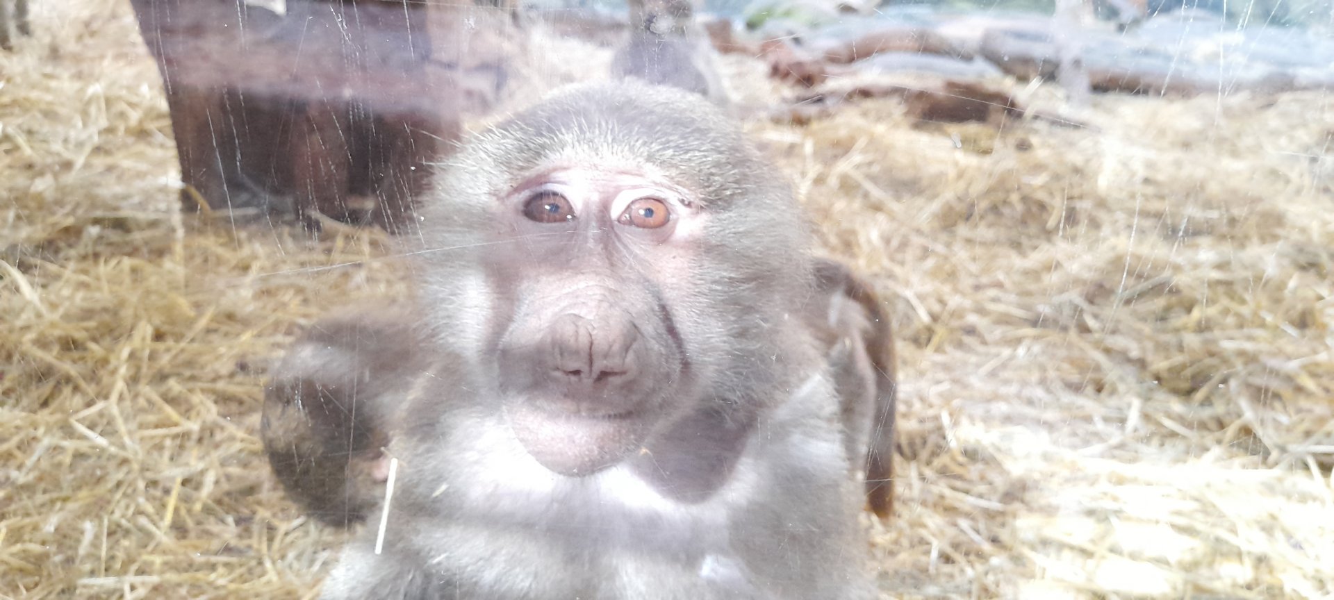 Hamadryas baboon (Papio hamadryas)