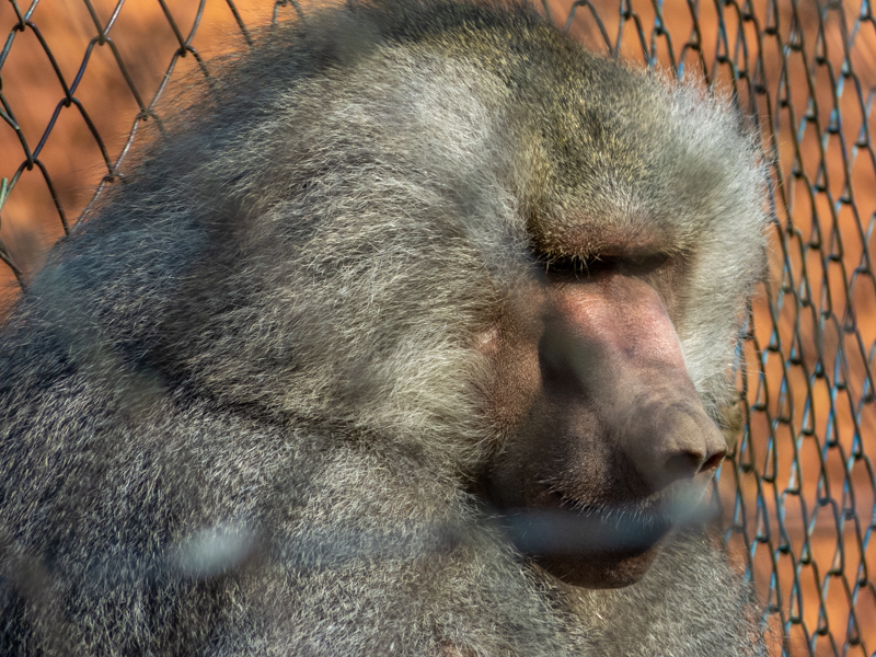 Hamadryas baboon (Papio hamadryas