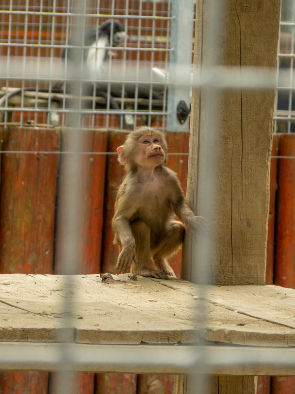 Hamadryas baboon (Papio hamadryas)