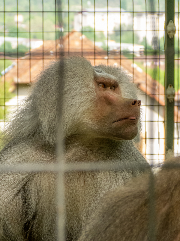 Hamadryas baboon (Papio hamadryas)
