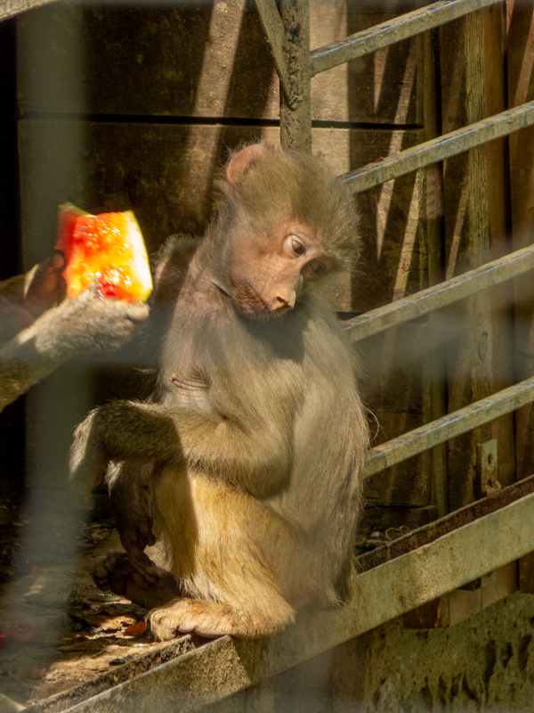 Hamadryas baboon (Papio hamadryas)