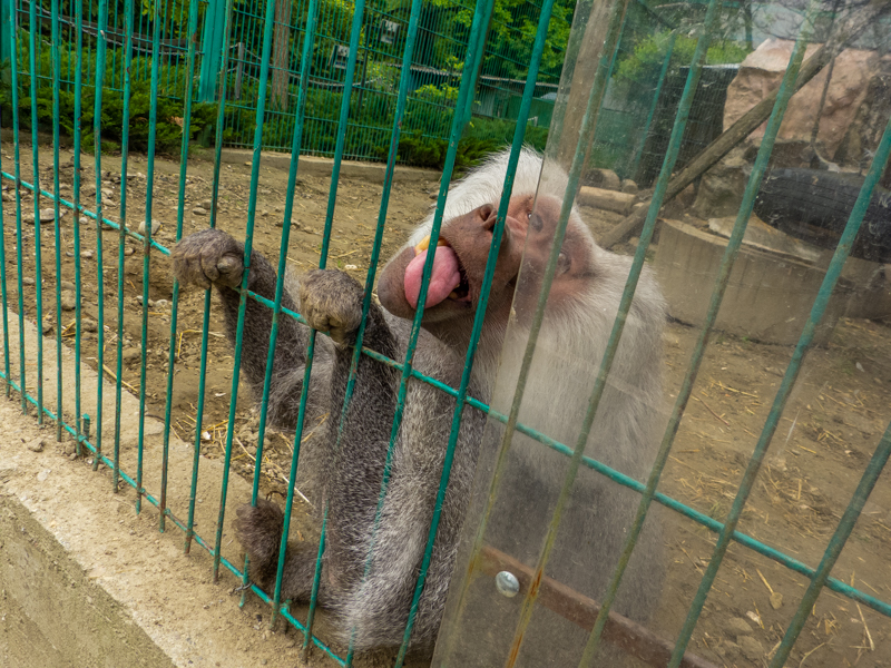 Hamadryas baboon (Papio hamadryas)