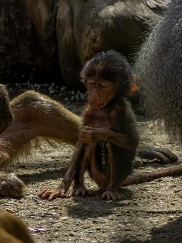 hamadryas baboon (Papio hamadryas)