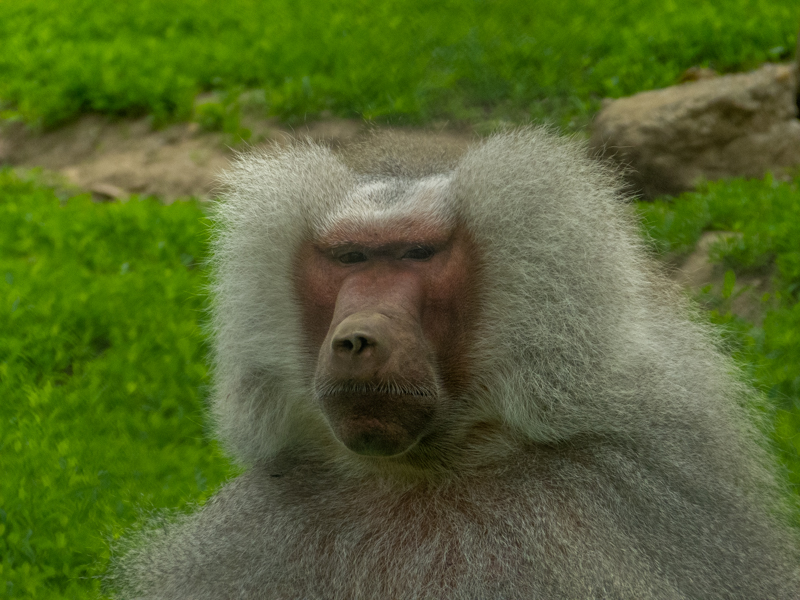 hamadryas baboon (Papio hamadryas)