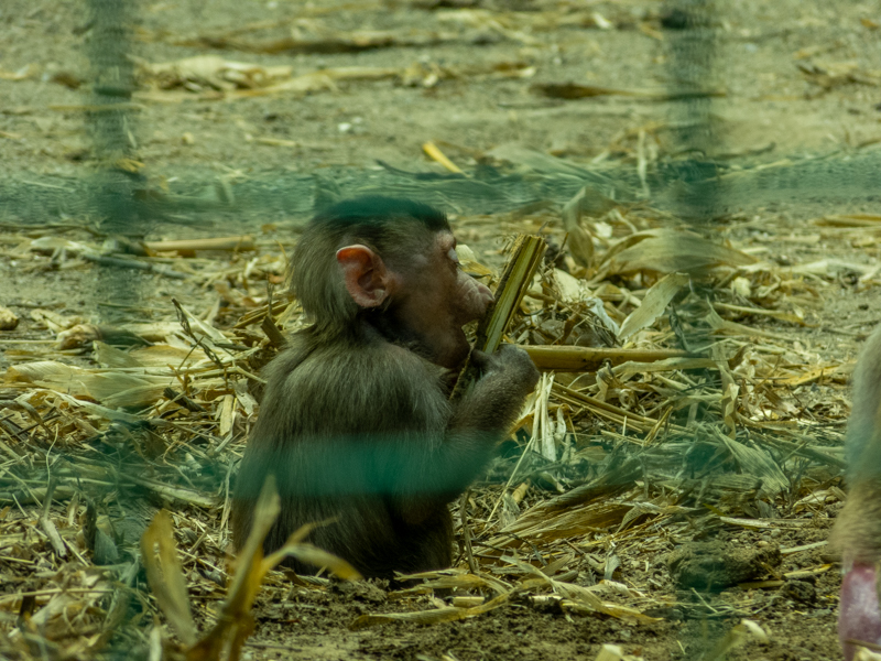 Hamadryas baboon (Papio hamadryas)