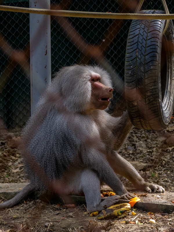 Hamadryas baboon (Papio hamadryas)