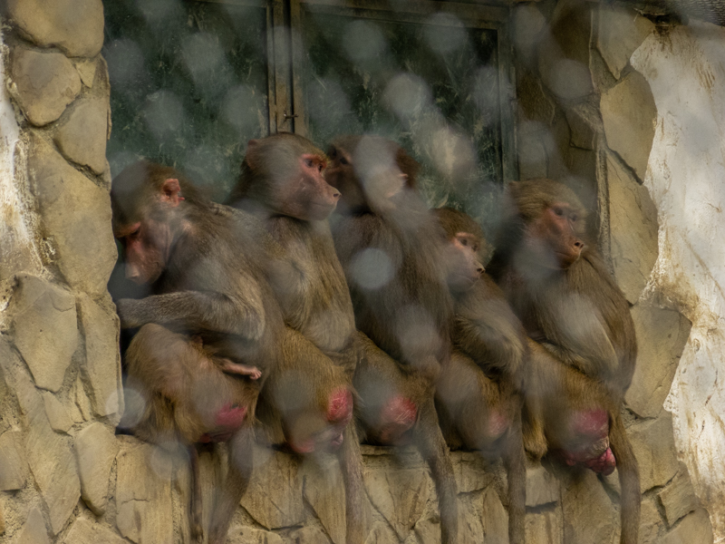 Hamadryas baboon (Papio hamadryas)