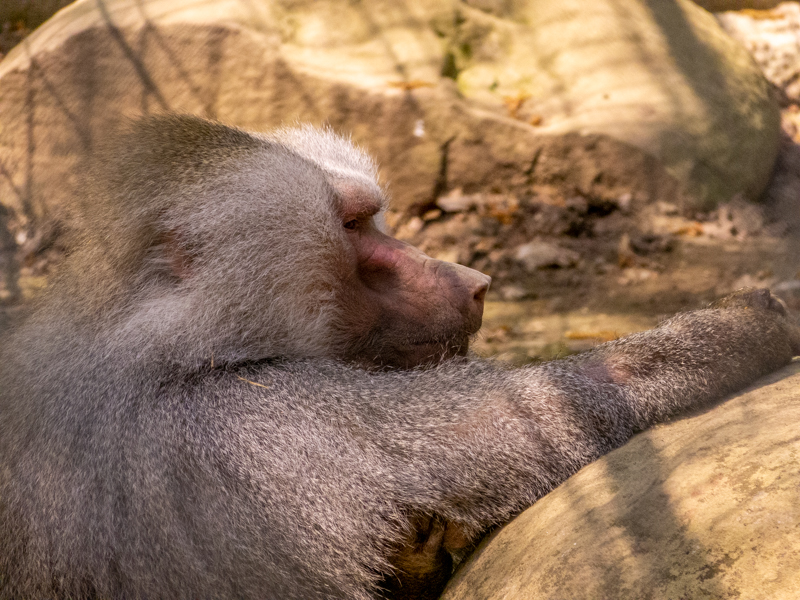 Hamadryas baboon (Papio hamadryas)
