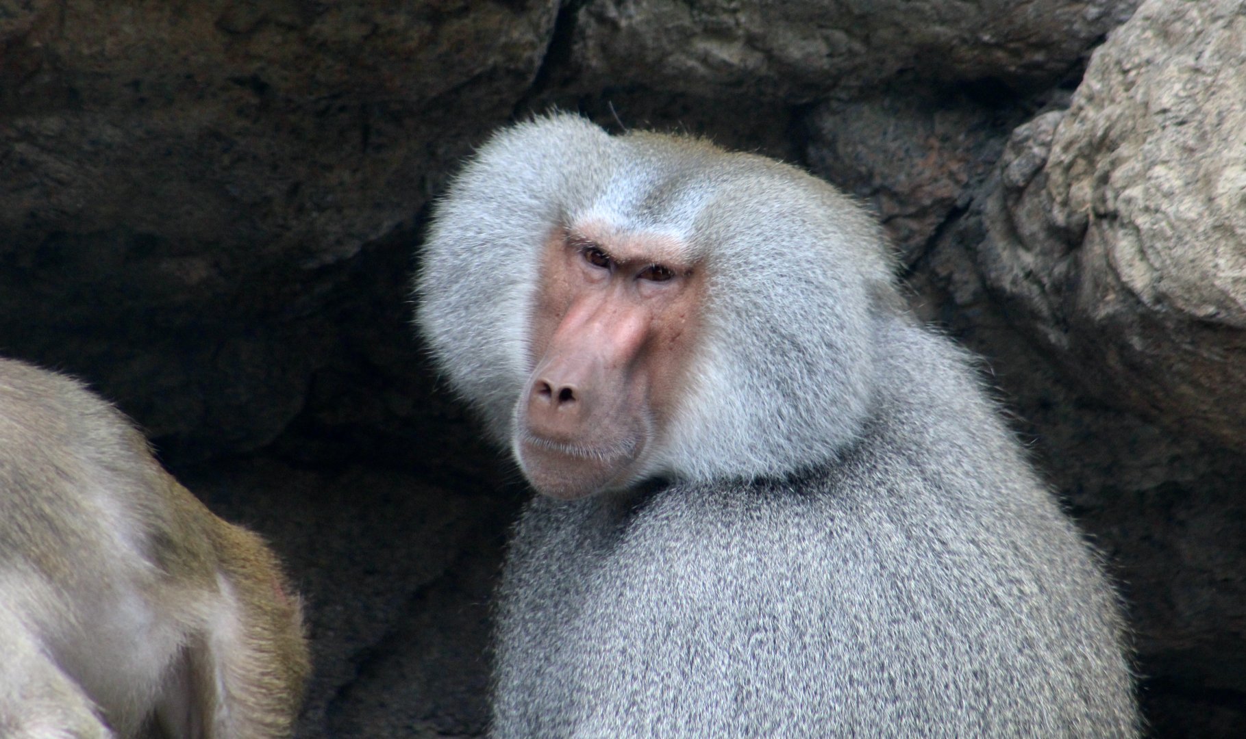 Hamadryas Baboon (Papio hamadryas)