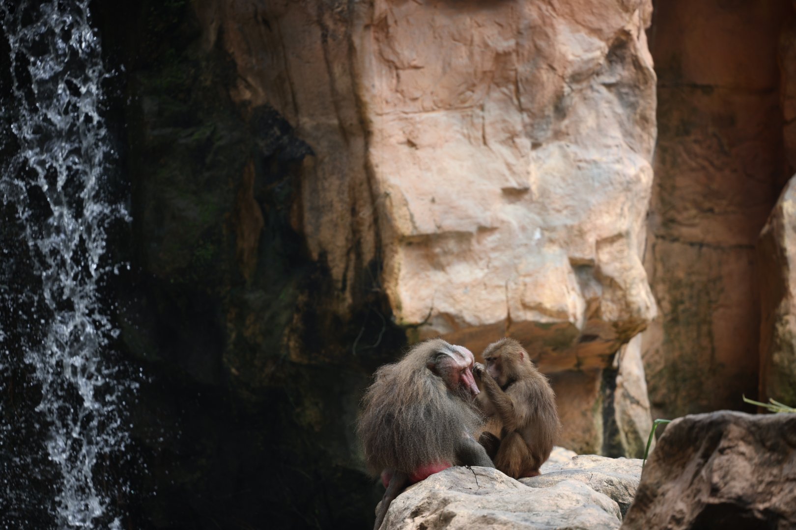 Hamadryas Baboon (Papio hamadryas)