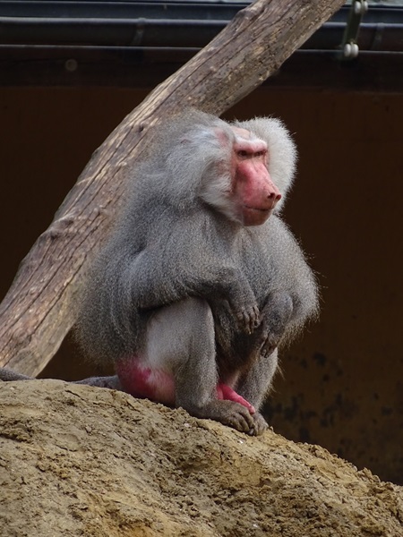 Hamadryas baboon (Papio hamadryas)