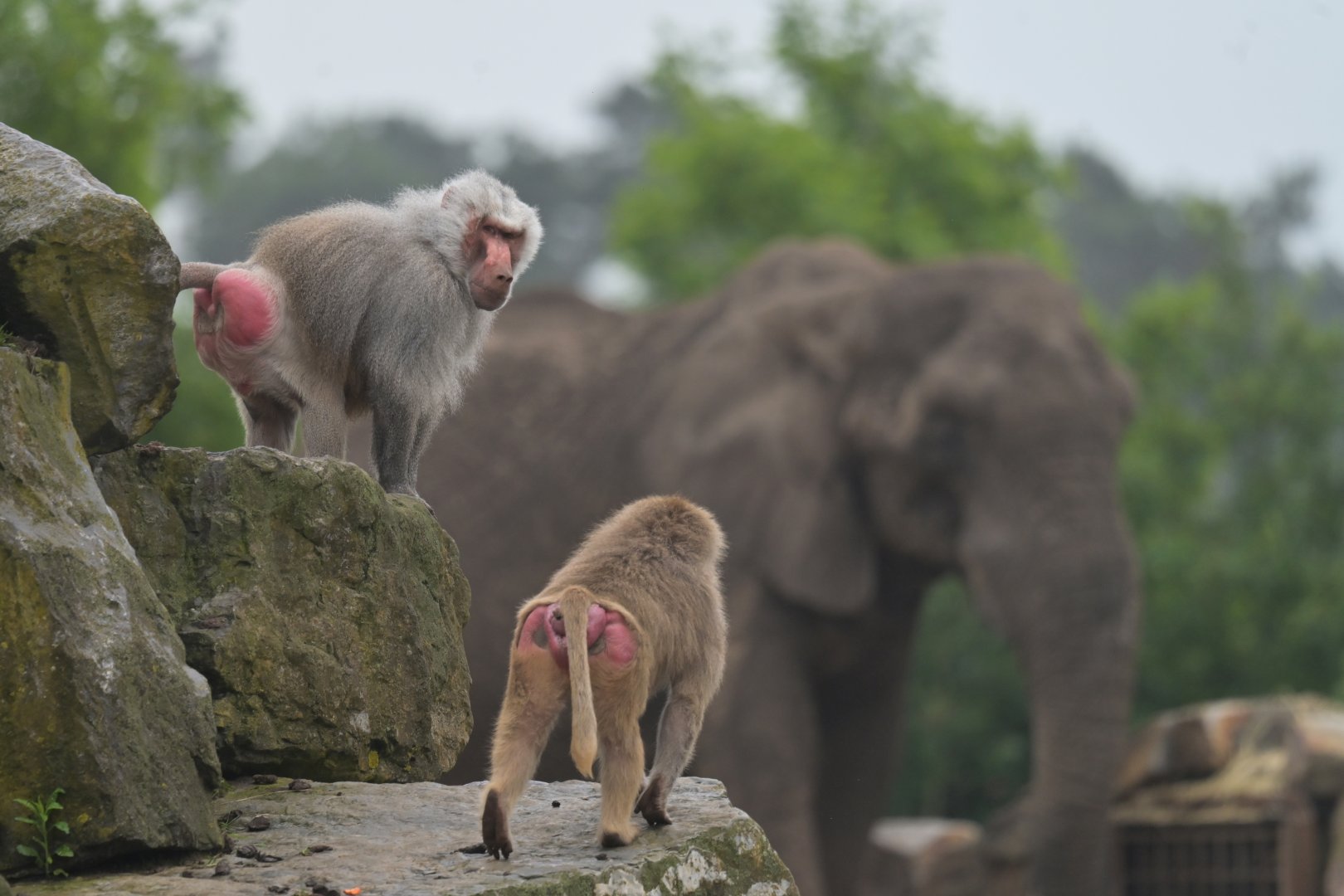 Hamadryas baboon (Papio hamadryas)