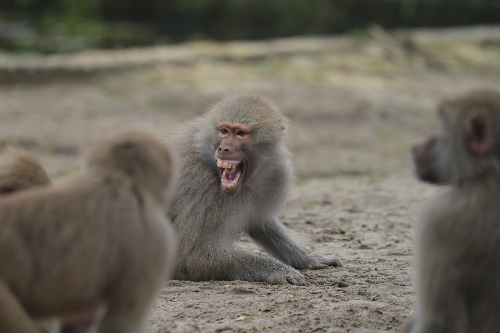 Hamadryas baboon (Papio hamadryas)