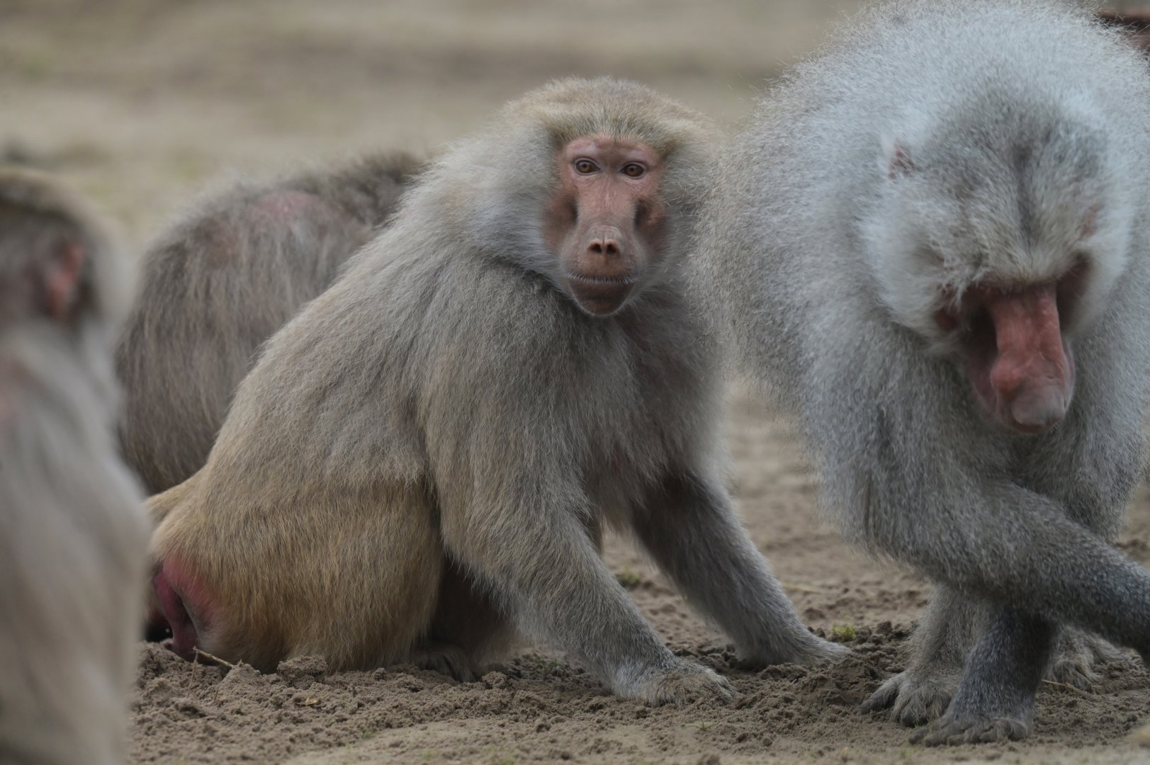 Hamadryas baboon (Papio hamadryas)
