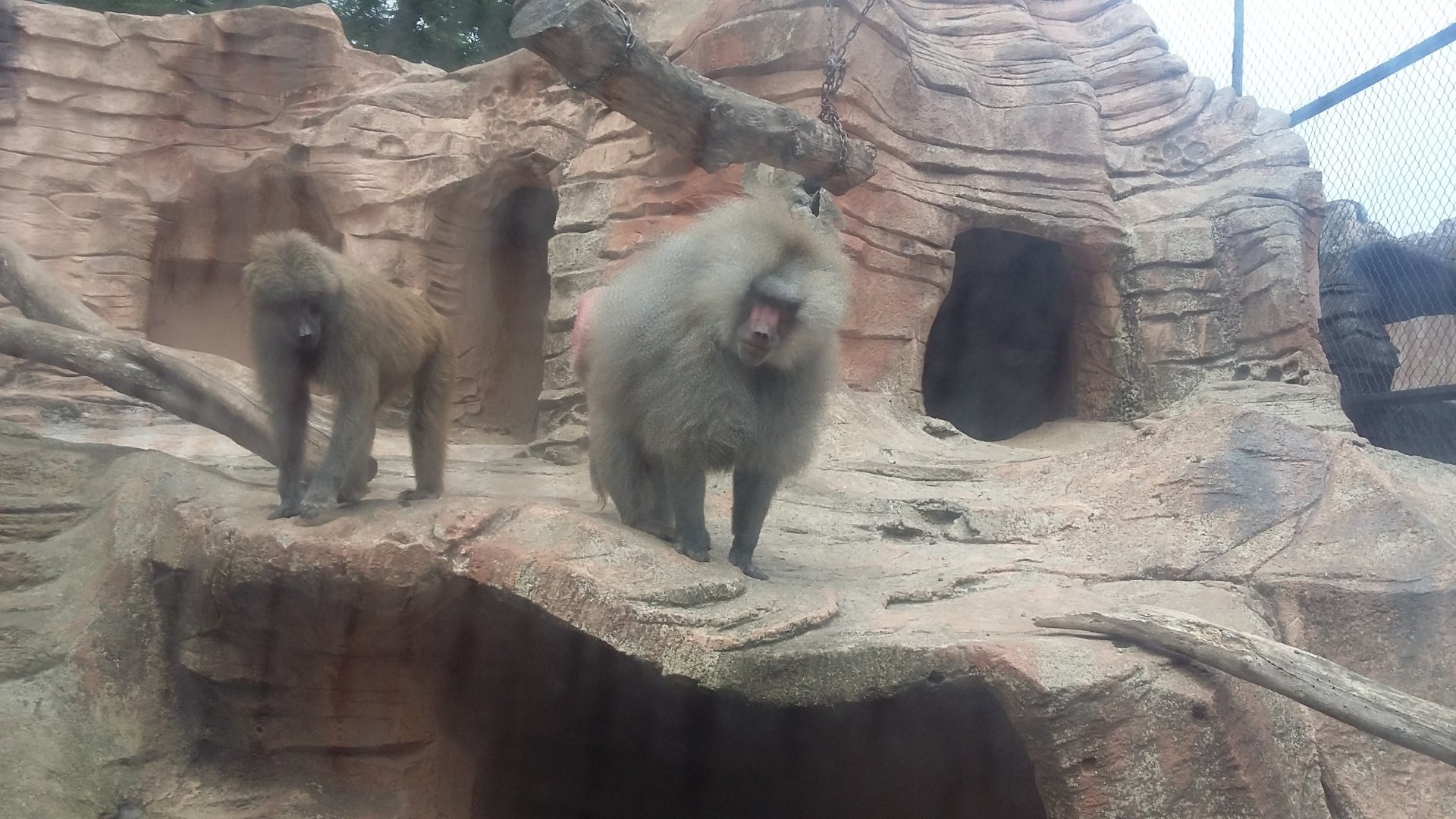 Hamadryas baboon (Papio hamadryas)