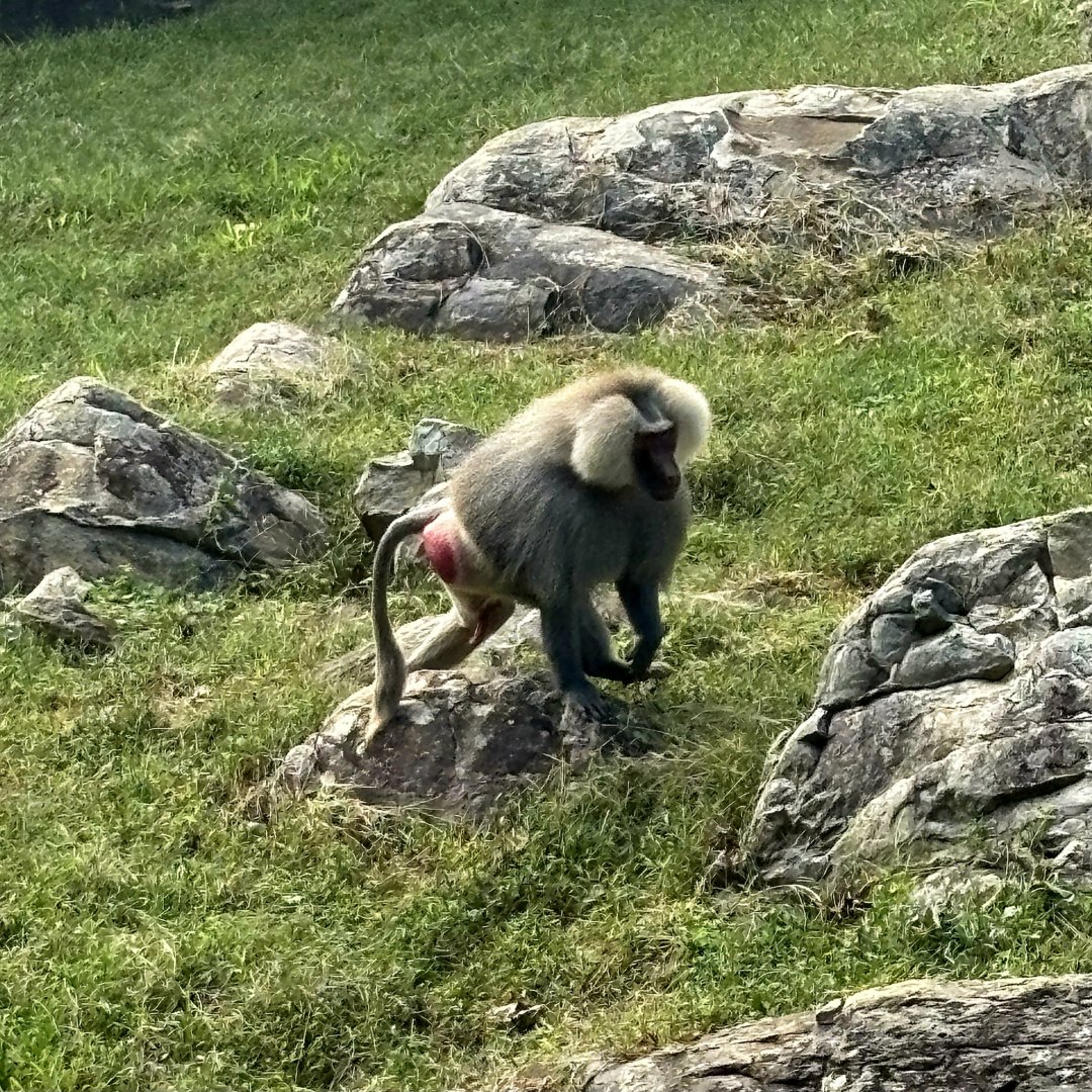 Hamadryas Baboon (Papio hamadryas)