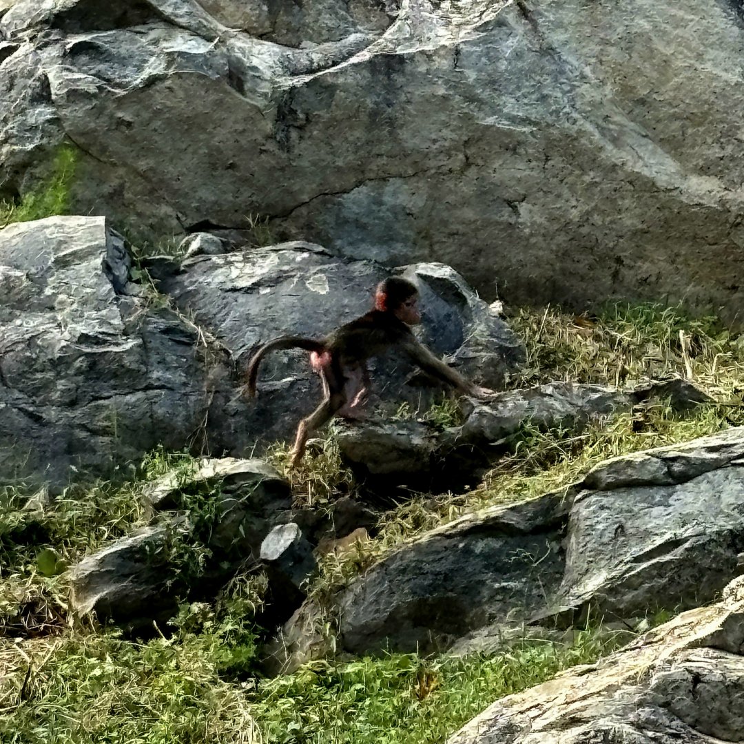 Hamadryas Baboon (Papio hamadryas)