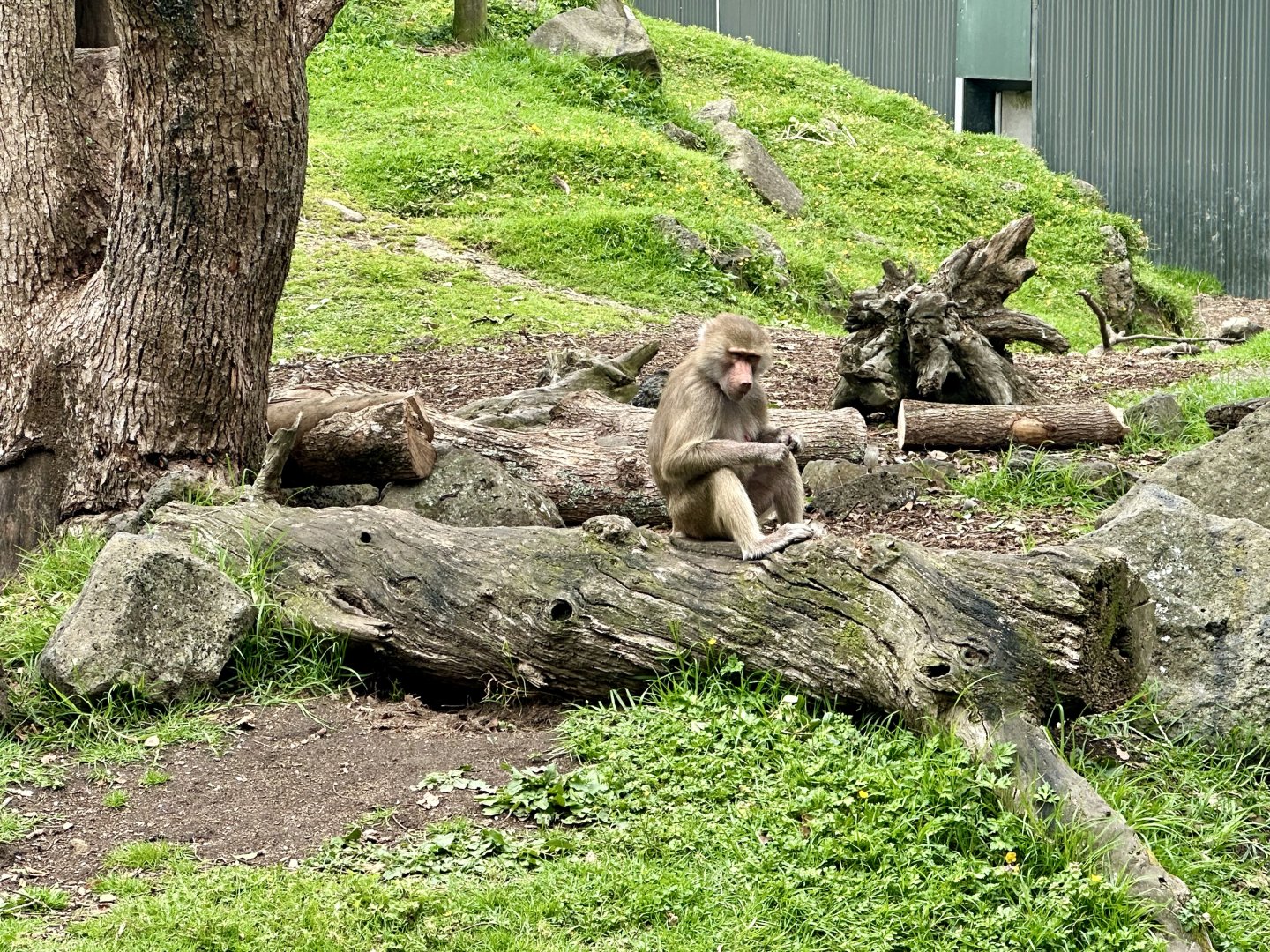 Hamadryas baboon (Papio hamadryas)