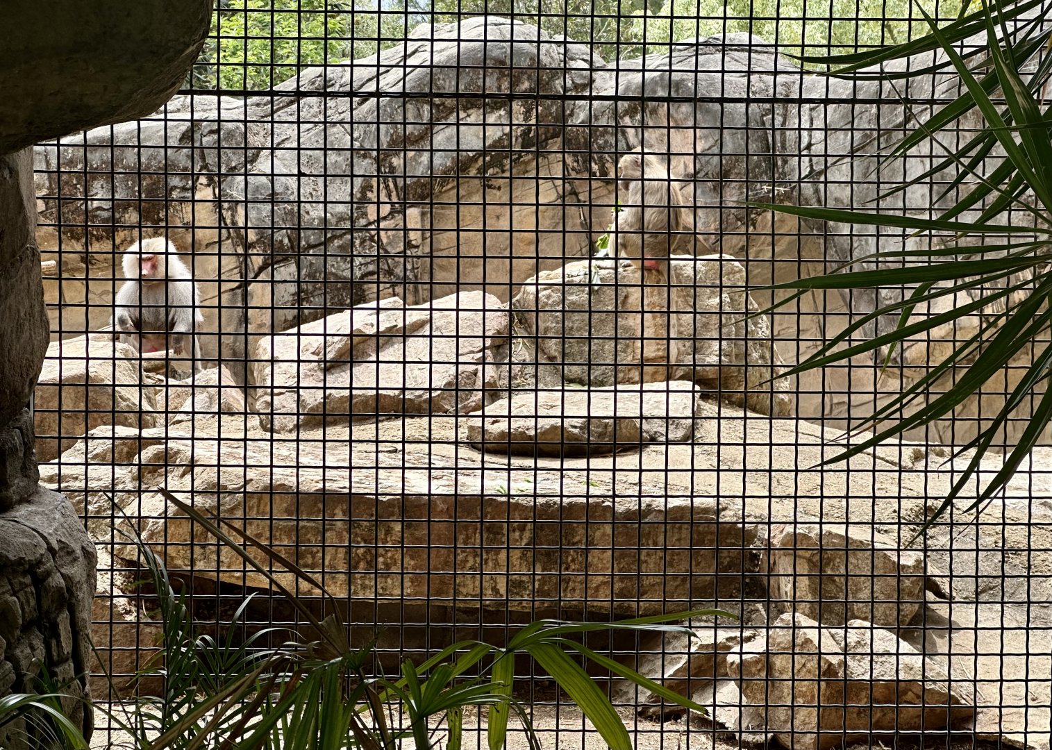 Hamadryas baboon (Papio hamadryas)