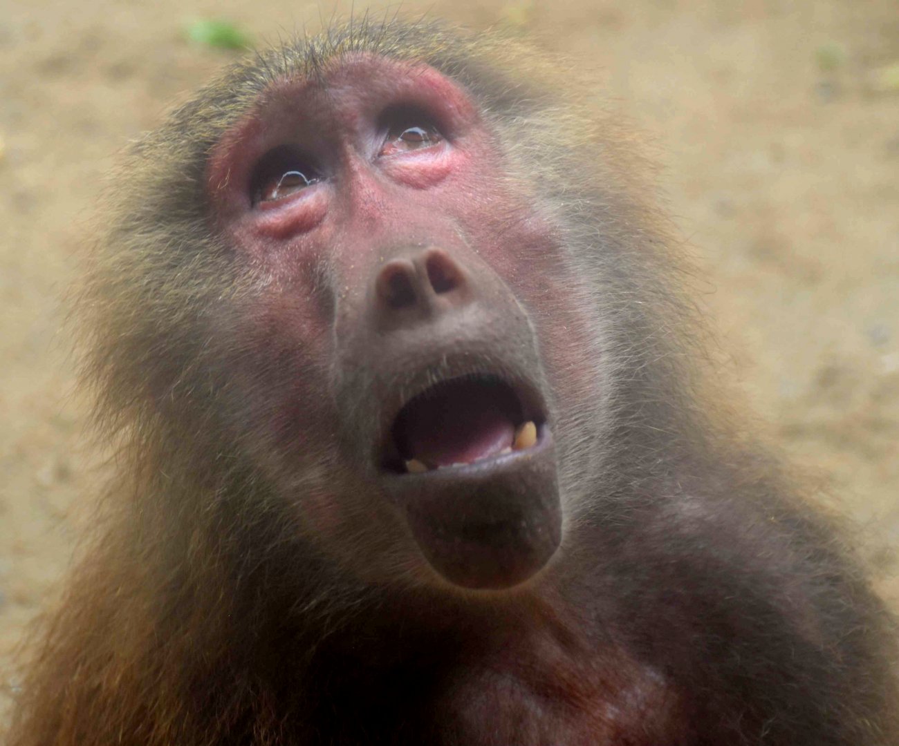 Hamadryas Baboon (Papio hamadryas)