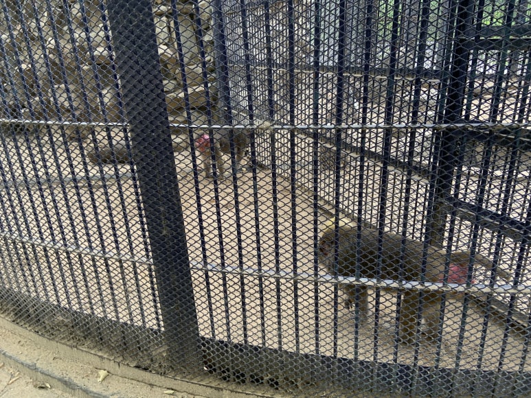 Hamadryas baboon (Papio hamadryas)