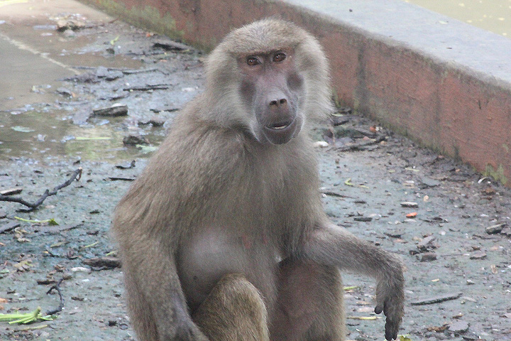 Hamadryas baboon (Papio hamadryas)