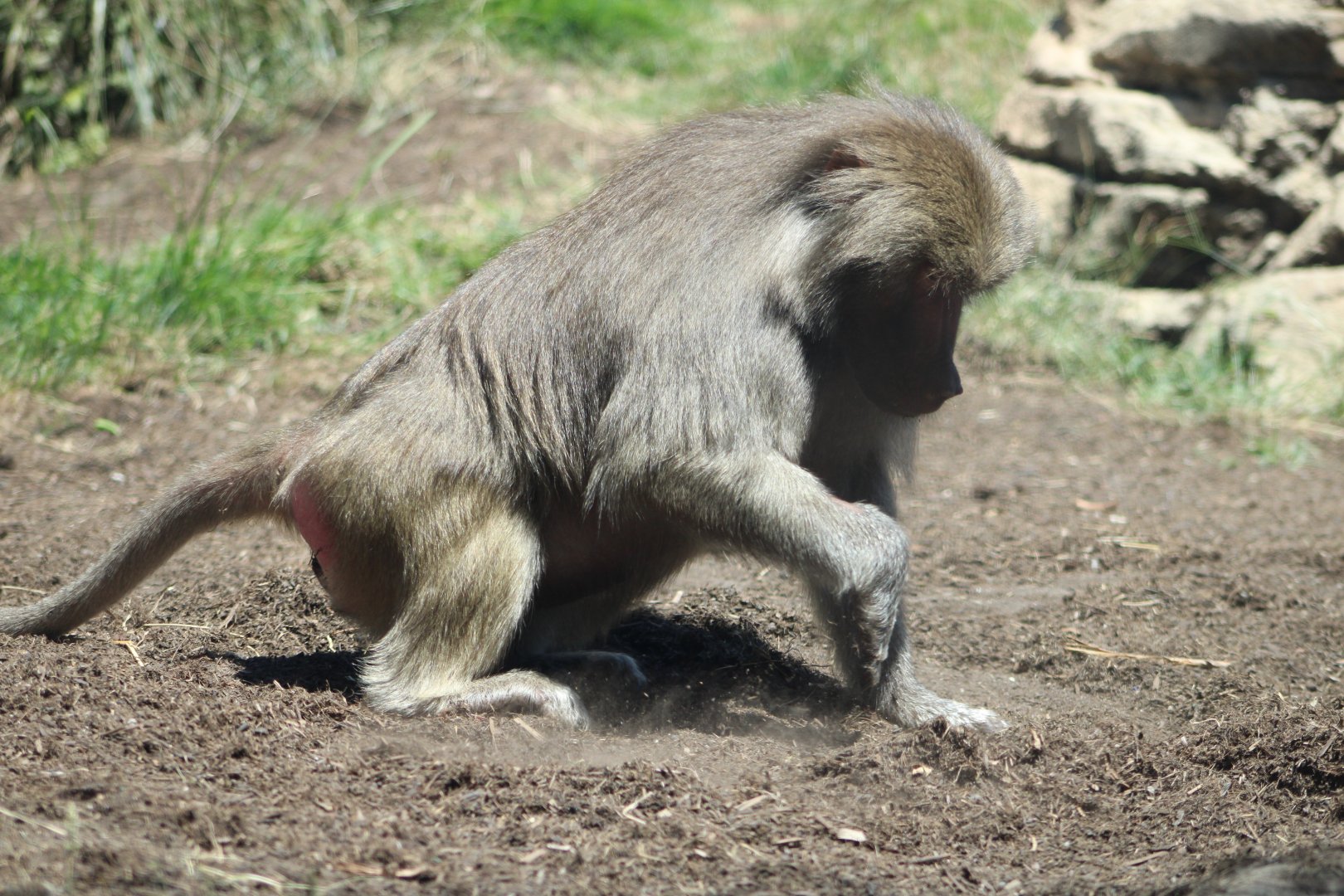 Hamadryas Baboon (Papio hamadryas)