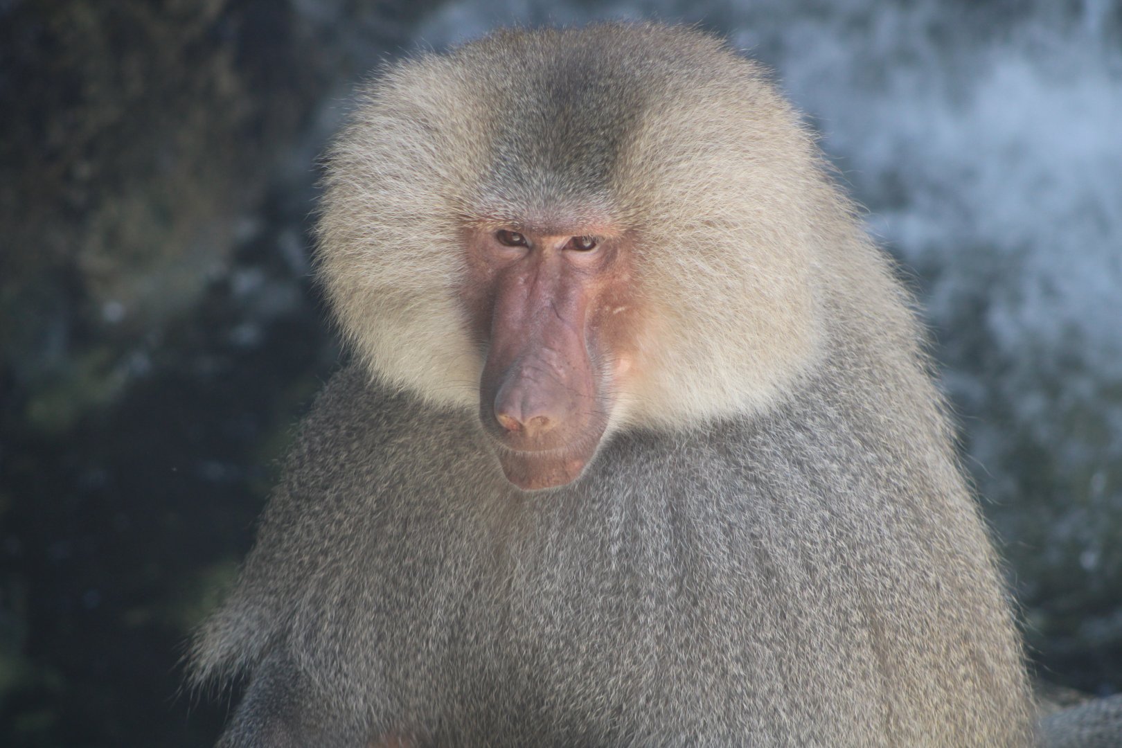 Hamadryas Baboon (Papio hamadryas)
