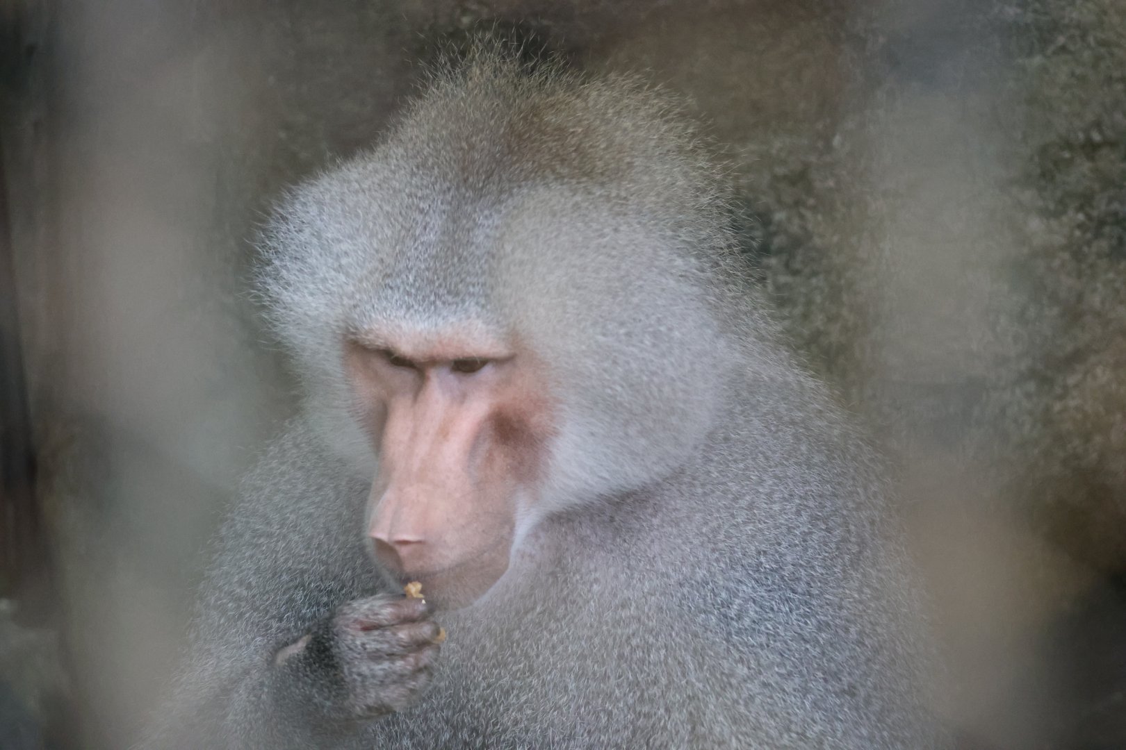 Hamadryas baboon (Papio hamadryas)