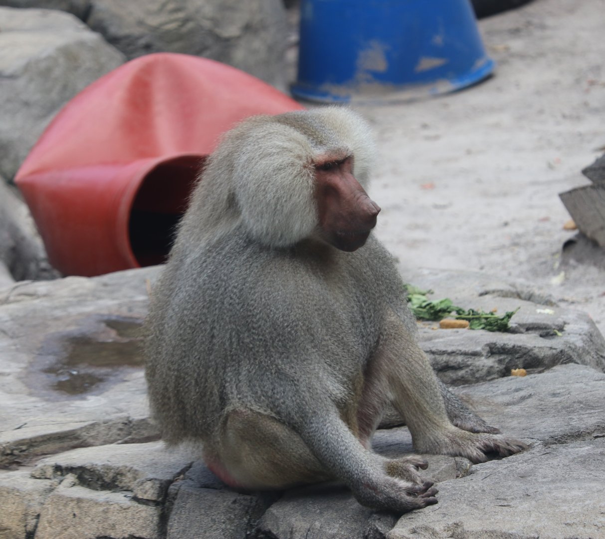 Hamadryas Baboon (Papio hamadryas)
