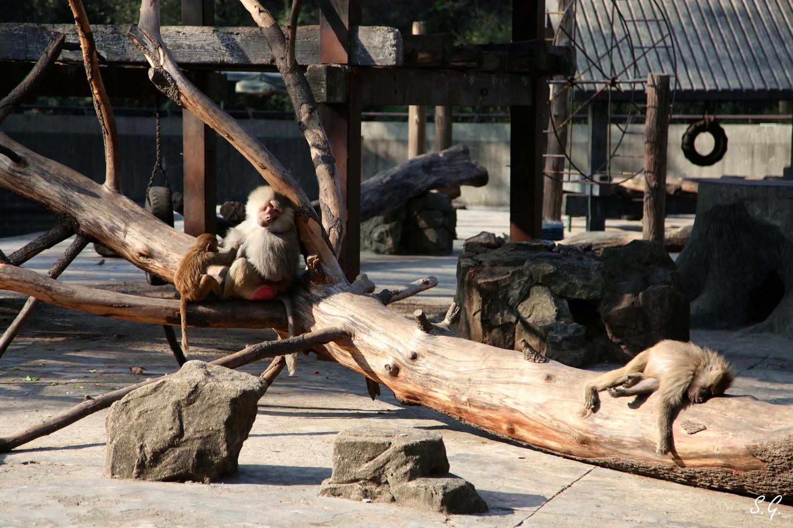 Hamadryas baboon resting in the morning