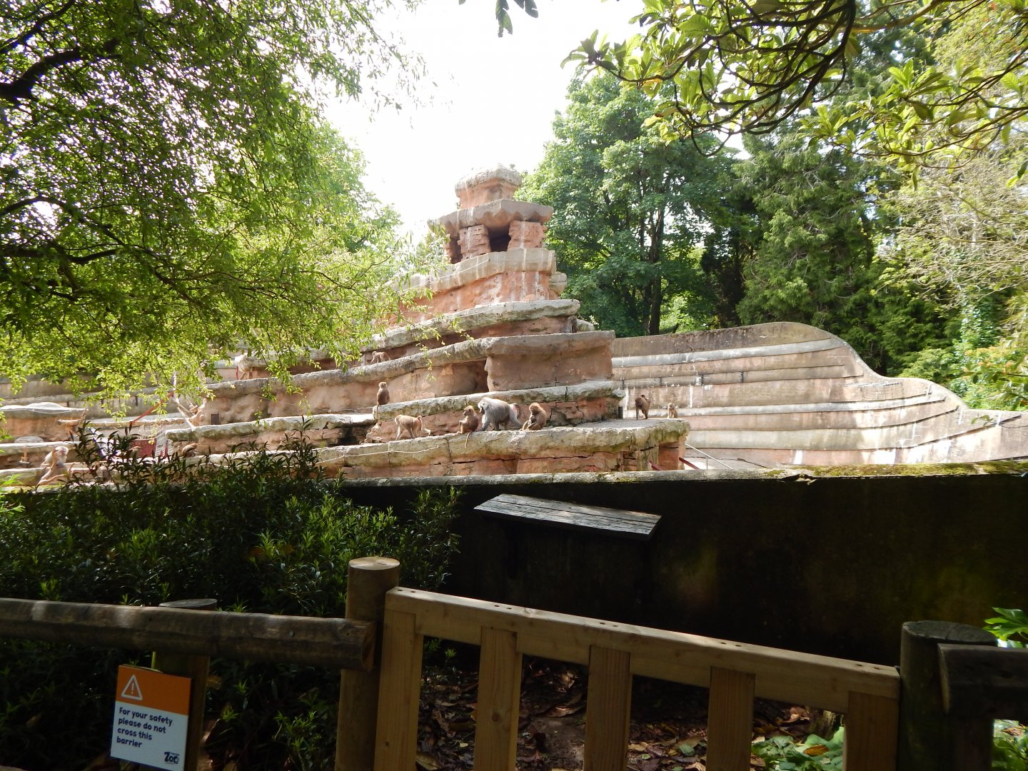 Hamadryas baboon rock 170524