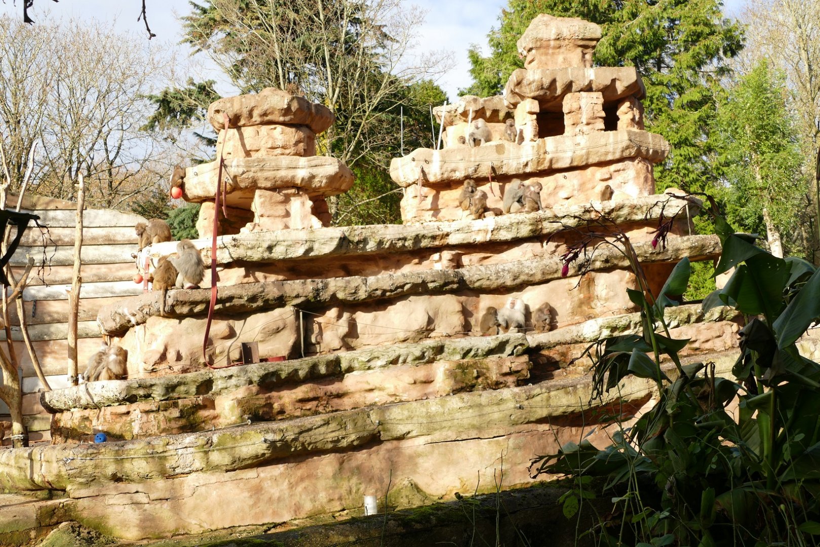 Hamadryas Baboon Rock, December 2021