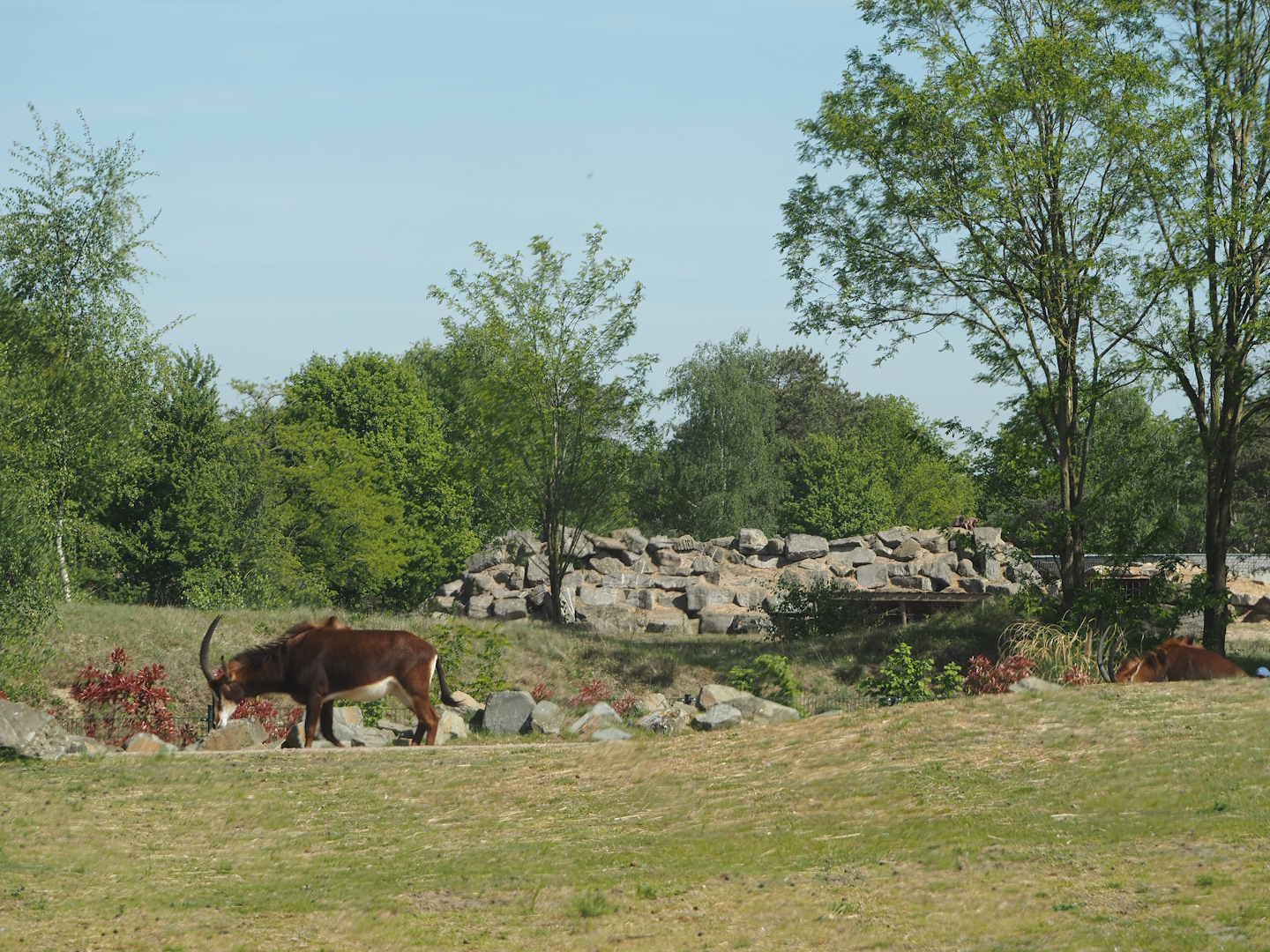 Hamadryas baboon rock seen from the car safari, 2025-04-30