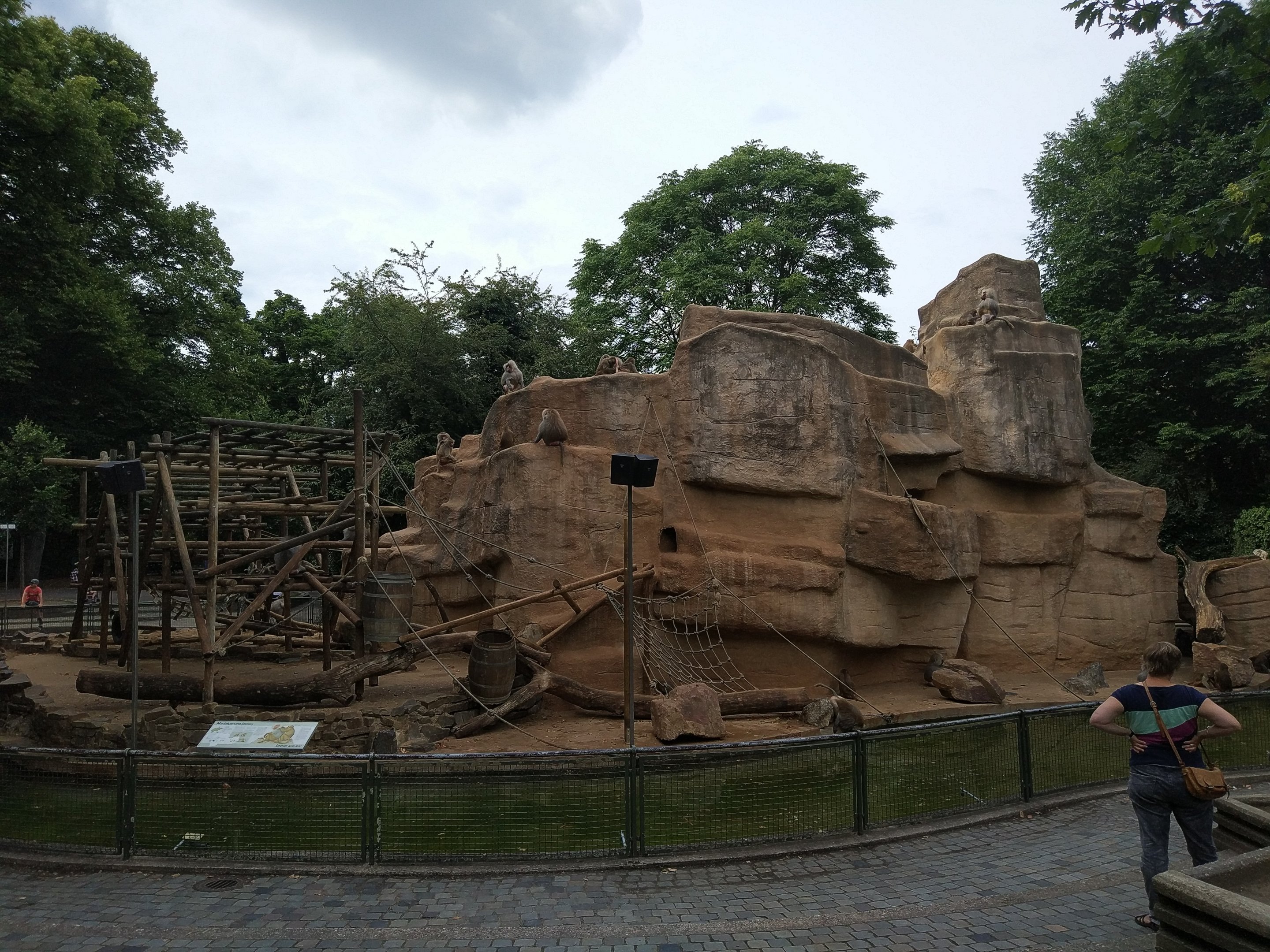 Hamadryas Baboon Rock