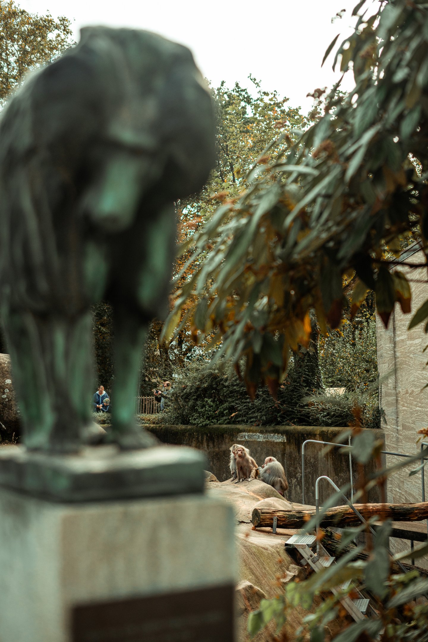 Hamadryas baboon rock