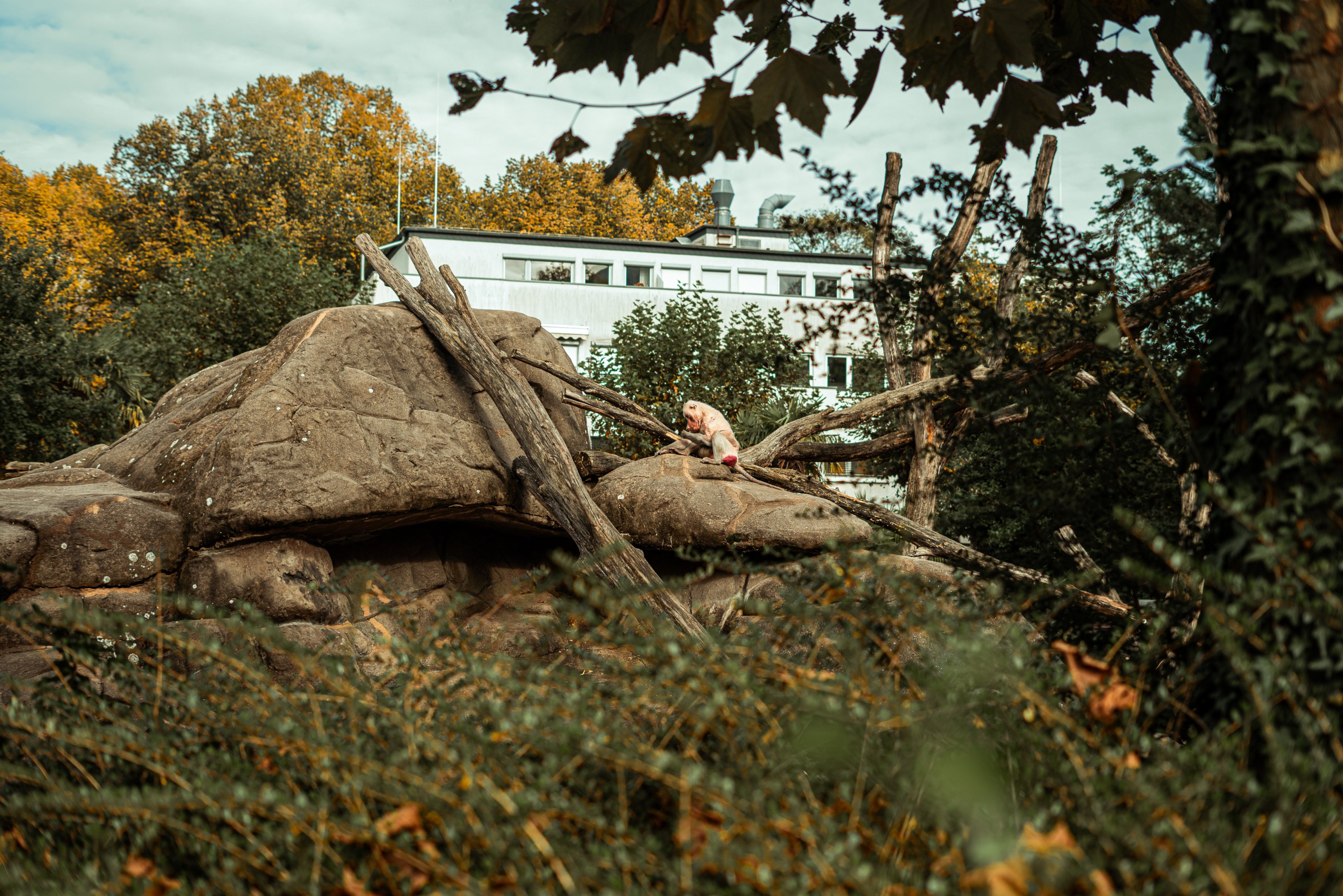 Hamadryas baboon rock