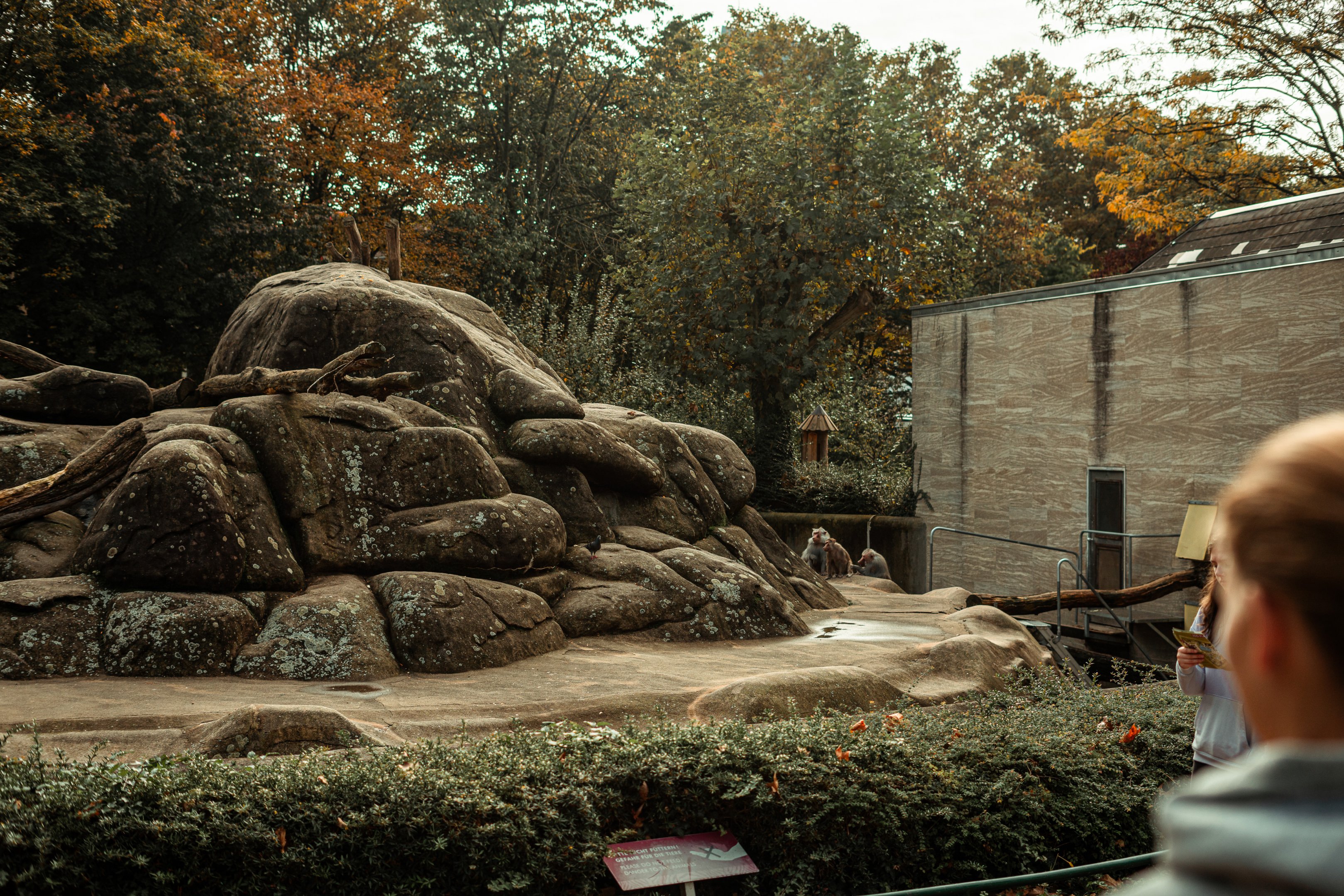 Hamadryas baboon rock