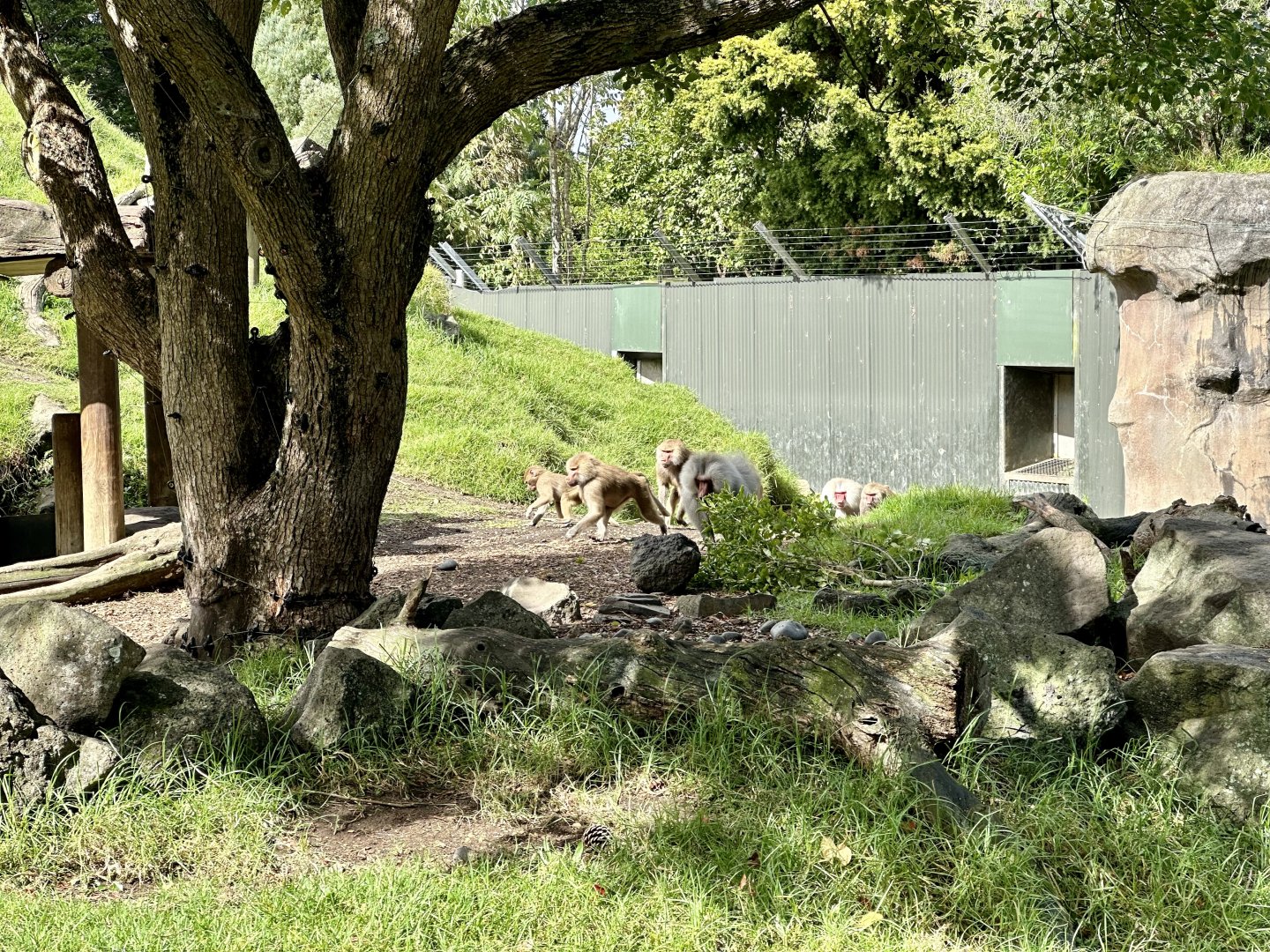 Hamadryas Baboon (Running)