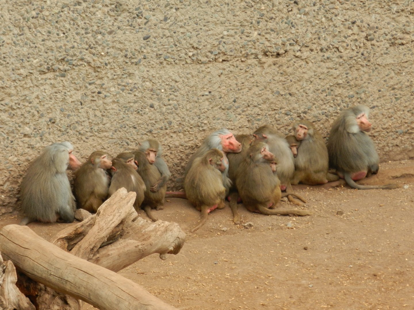 Hamadryas baboon - Santiago Zoo (Zoologico nacional)
