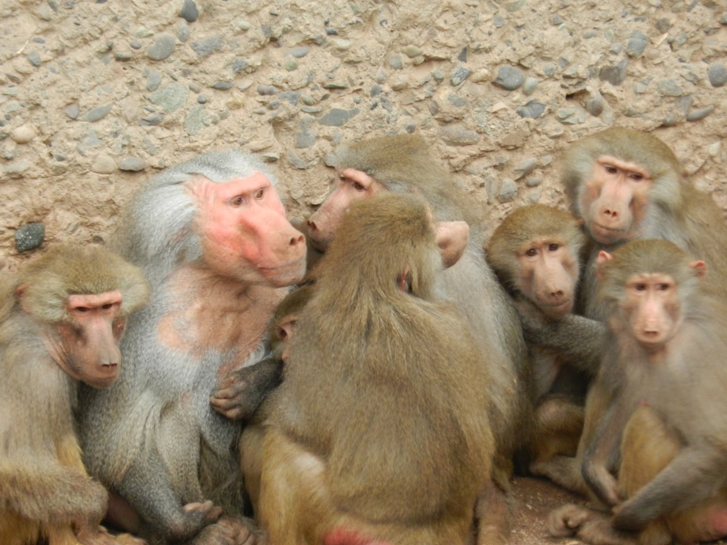 Hamadryas baboon - Santiago Zoo (Zoologico nacional)