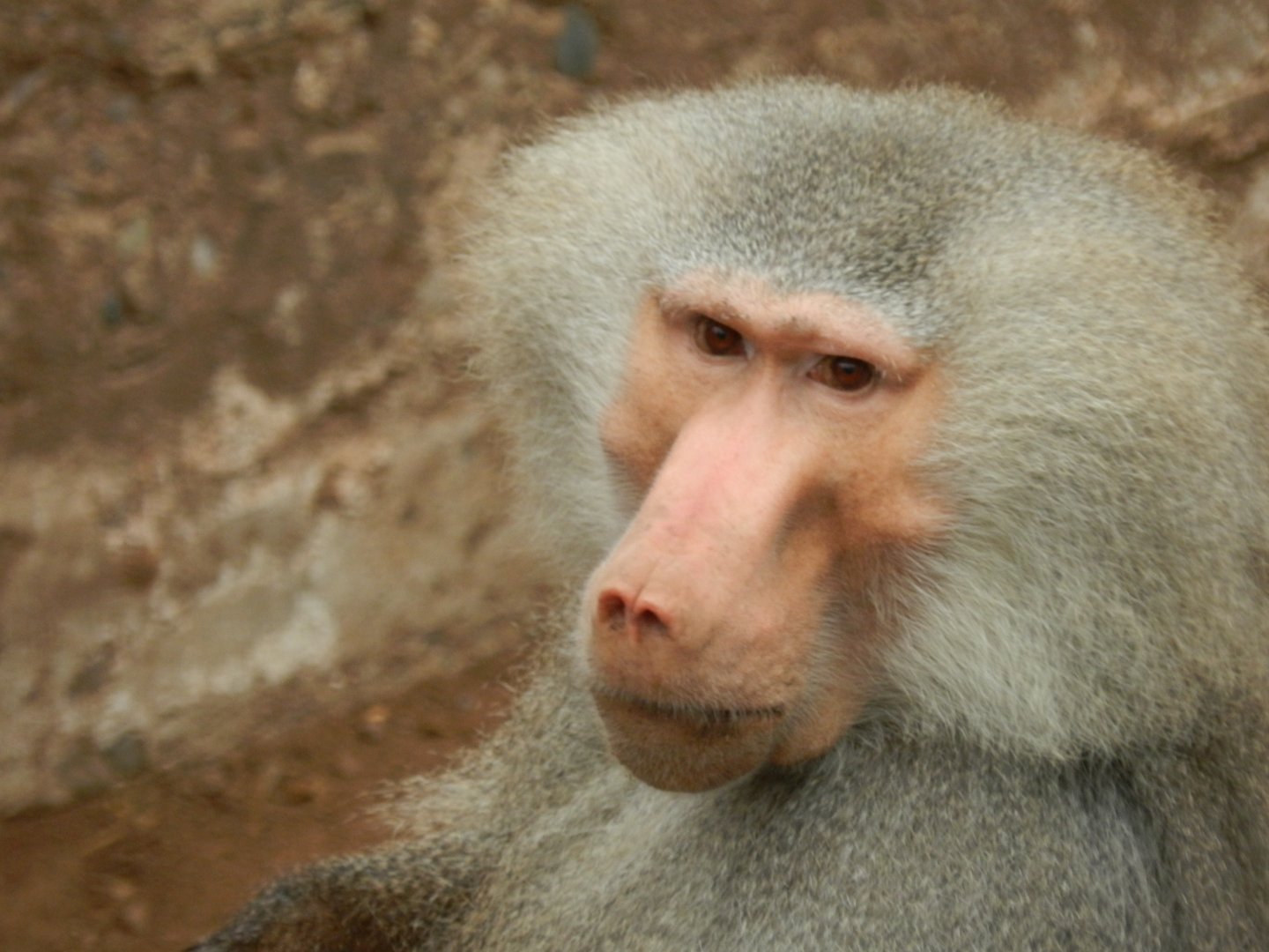 Hamadryas baboon - Santiago Zoo (Zoologico nacional)