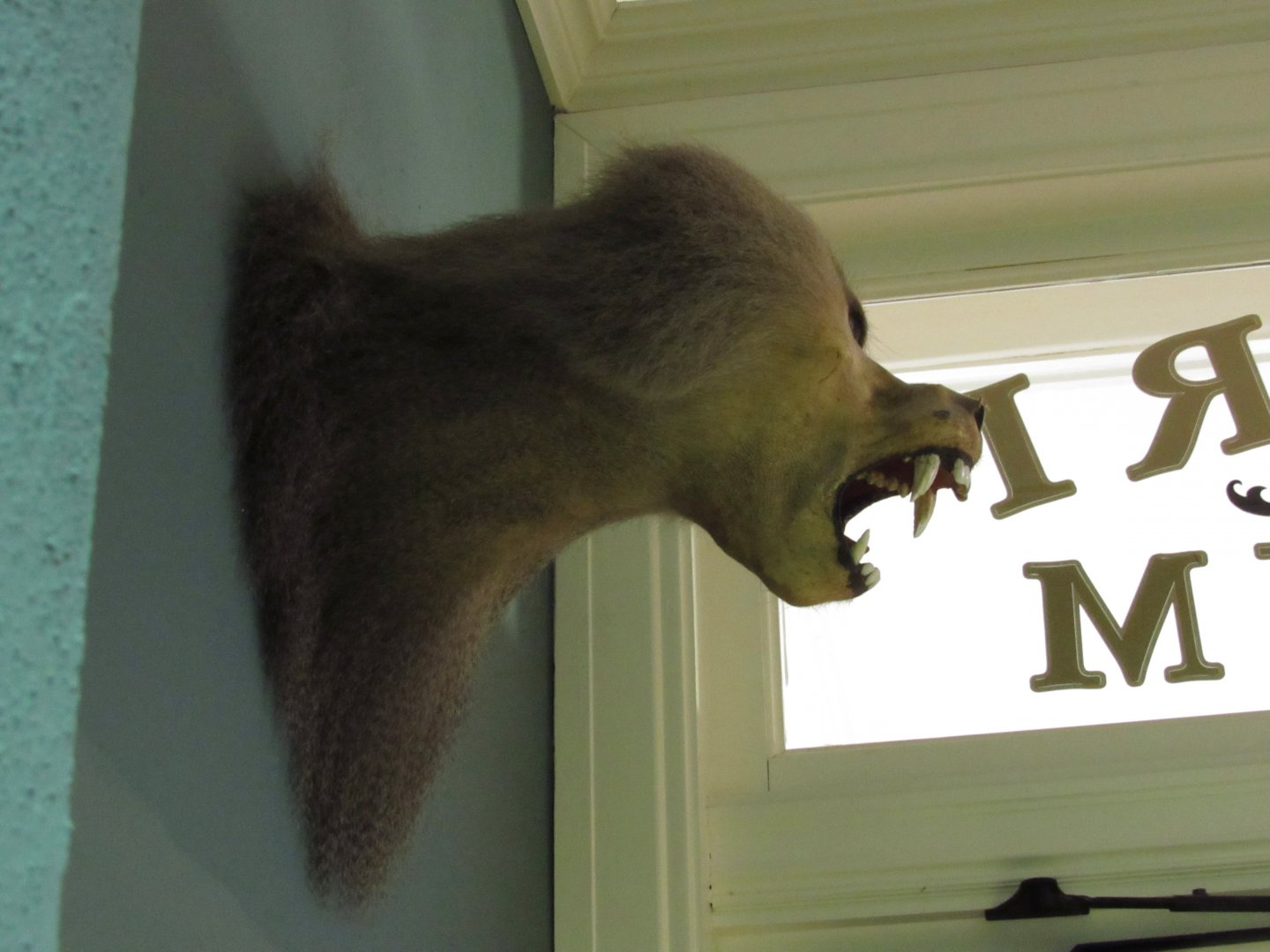 Hamadryas Baboon Side