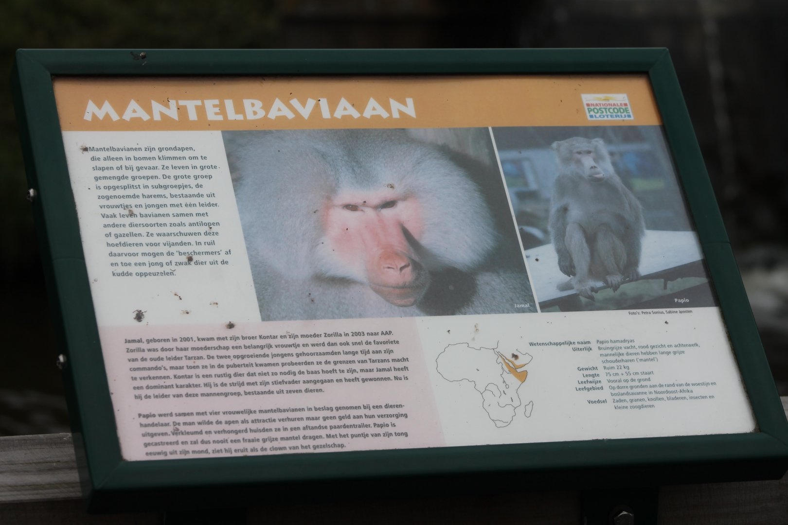 Hamadryas baboon sign