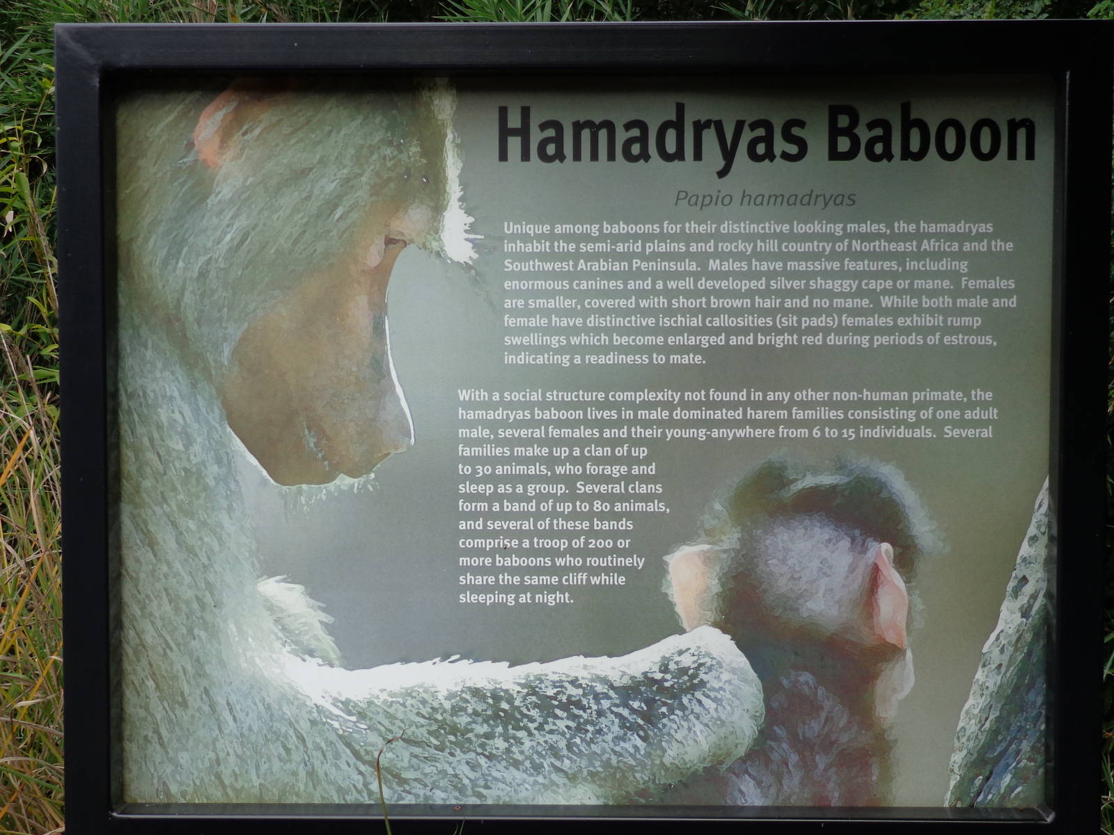 Hamadryas Baboon Signage