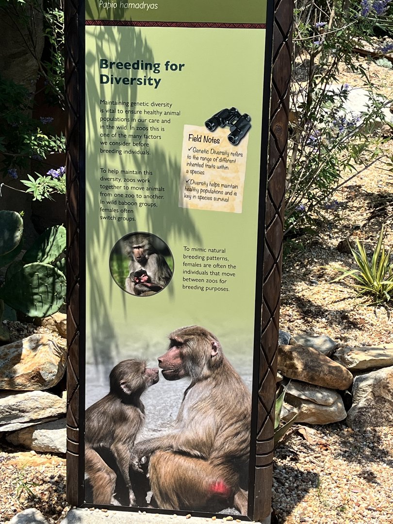 Hamadryas Baboon Signage