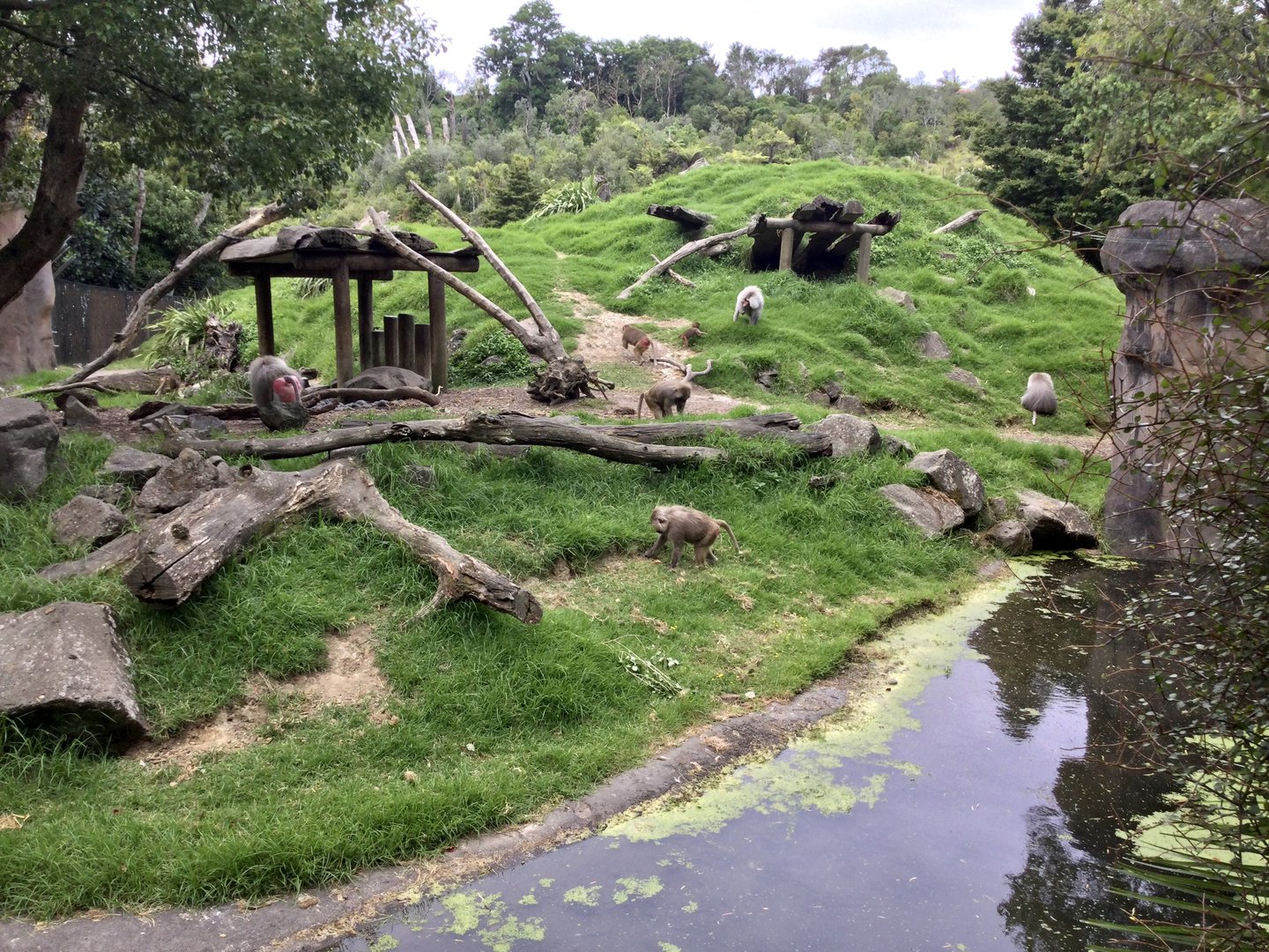 Hamadryas baboon troop foraging