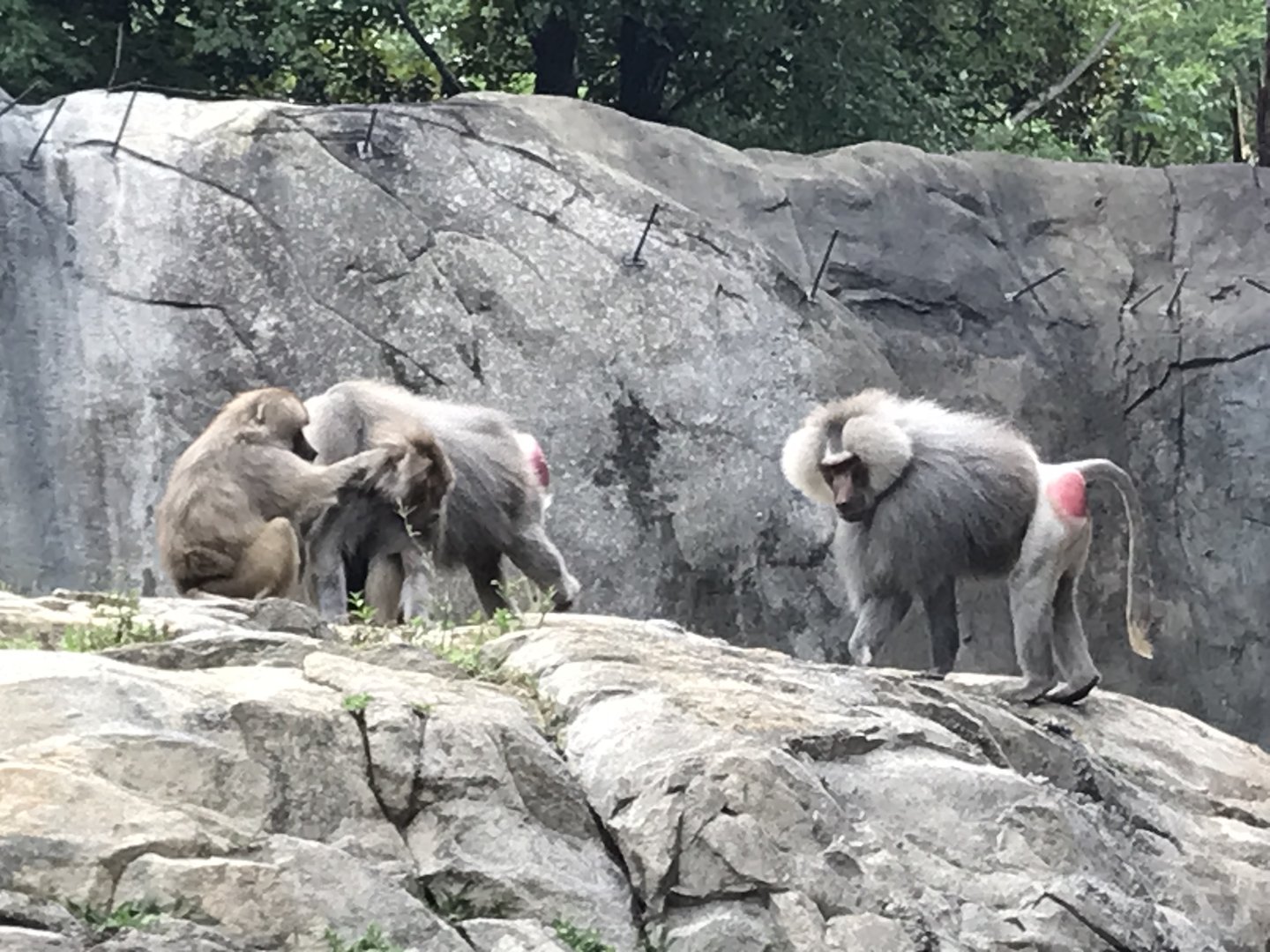 Hamadryas Baboon Troop